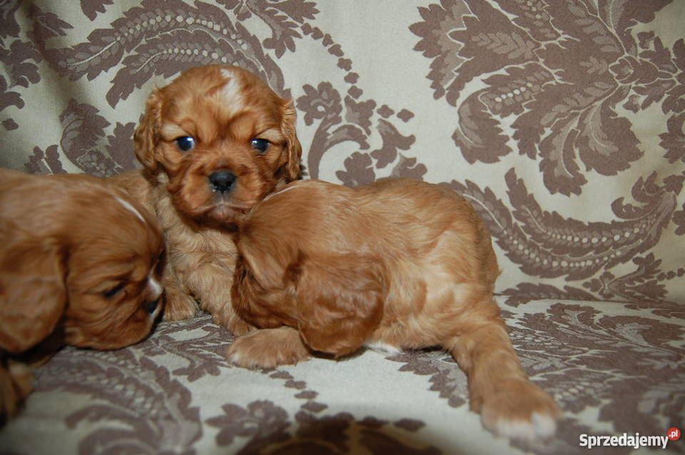 Cavalier King Charles Spaniel Szczenięta Sulejówek