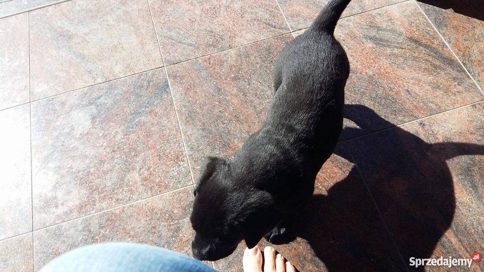 Oddam w ręce lablaorki Błaszki