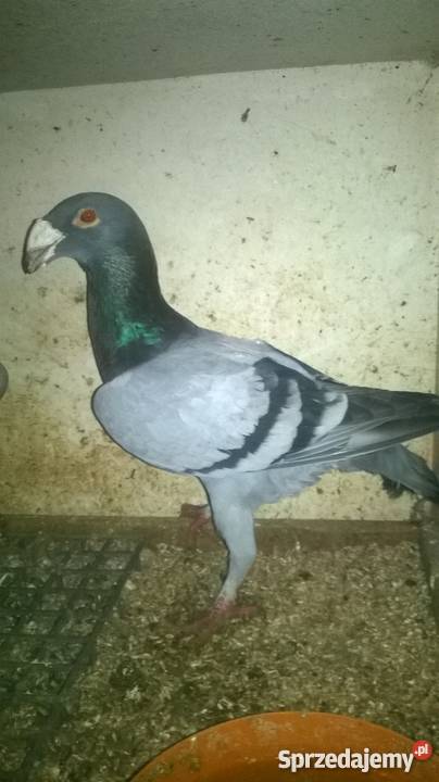 Sprzedam rzeszowskie gołębie czerwone żółte siwe Mirocin