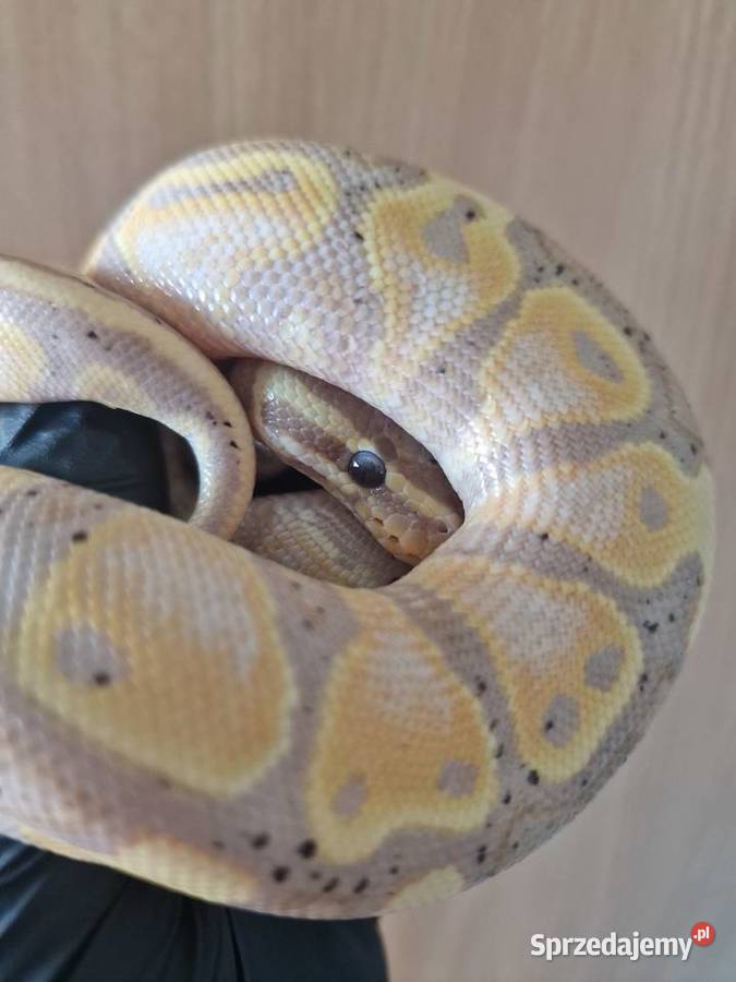 Pyton królewski python regius samiec Zwierzęta dolnośląskie