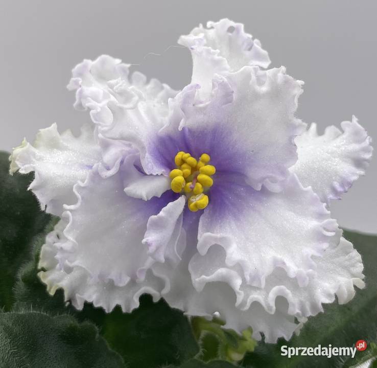 Fiołek afrykański kwitnąca sadzonka świętokrzyskie Jędrzejów