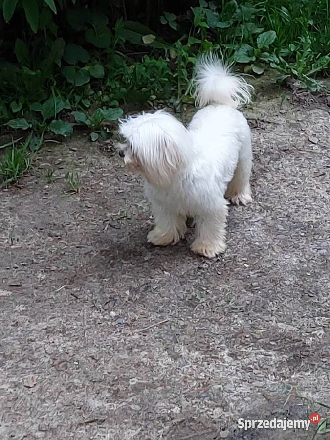 maltańczyk piesek 12 miesięcy małopolskie Łużna sprzedam