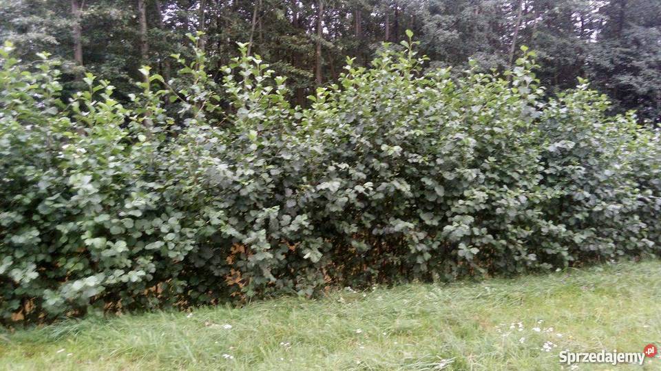 Sadzonki olszyna Liwki Szlacheckie