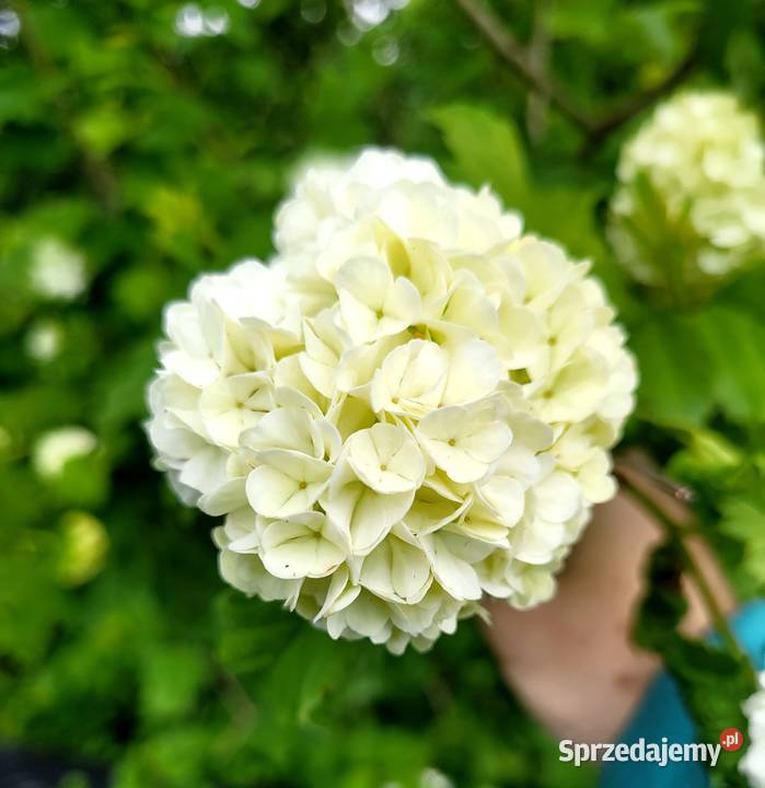 Kalina koralowa doniczka XXL Brzeziniec