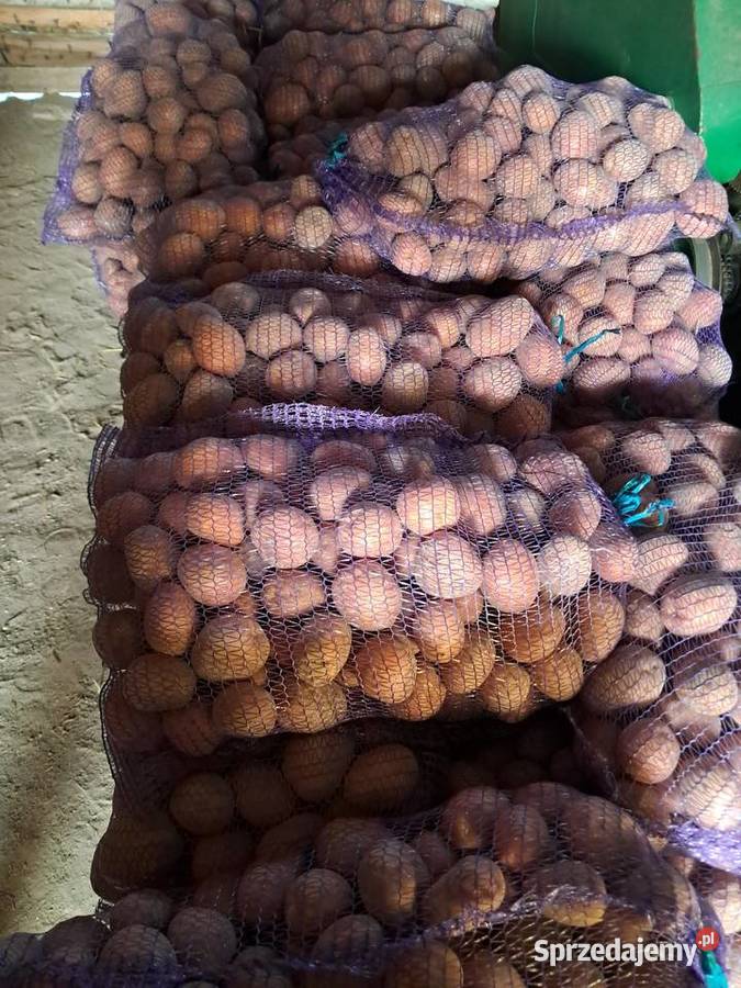 Ziemniaki jadalne Krasnystaw