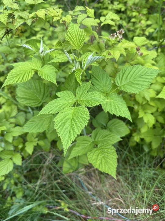 Jeżyna sadzonki Aleksandrów Łódzki