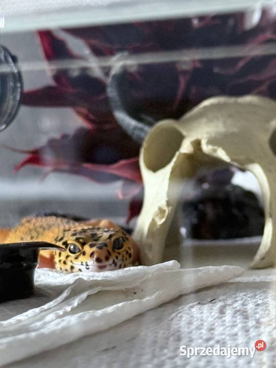 Gekon lamparci Kołodziejewo sprzedam