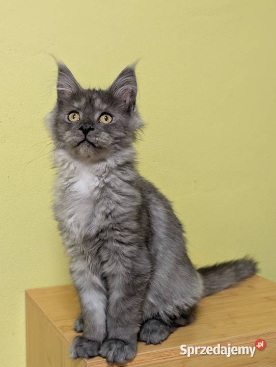 Euforia czarna dymna kotka Maine Coon Tica śląskie