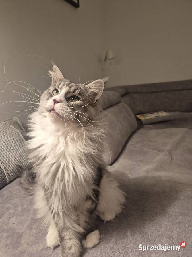 Maine coon kocurek Mała Nieszawka
