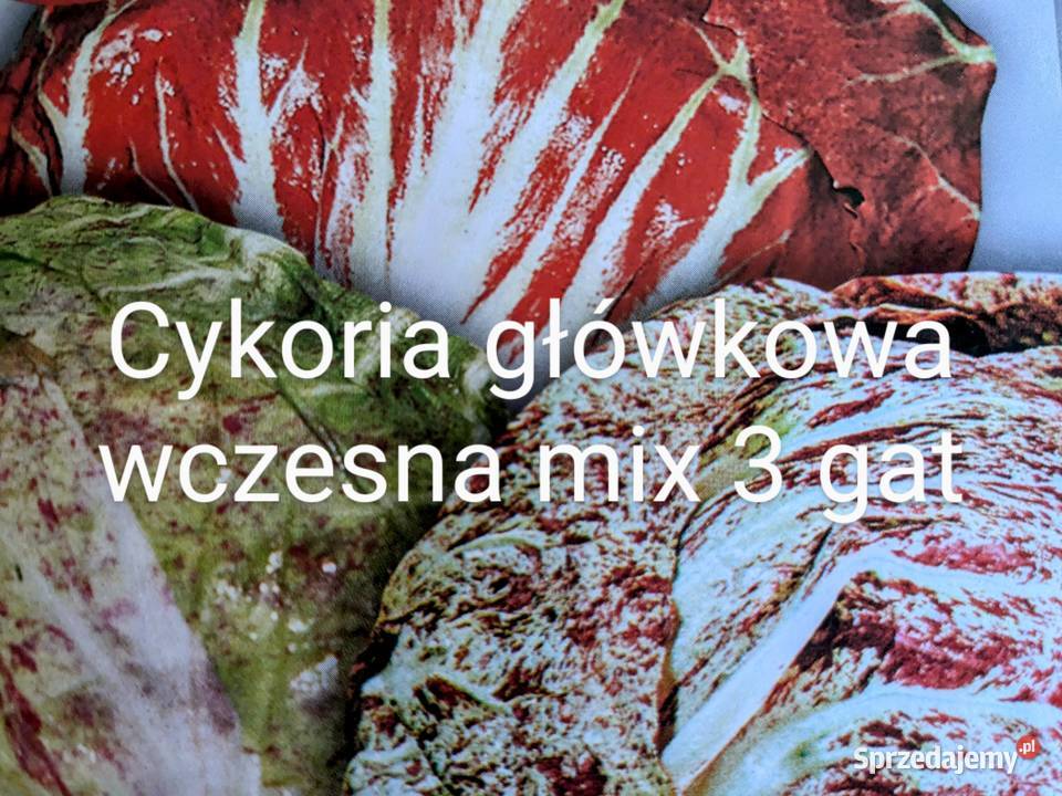 Mix sałat odrasta ścięciu nasiona kolorowe