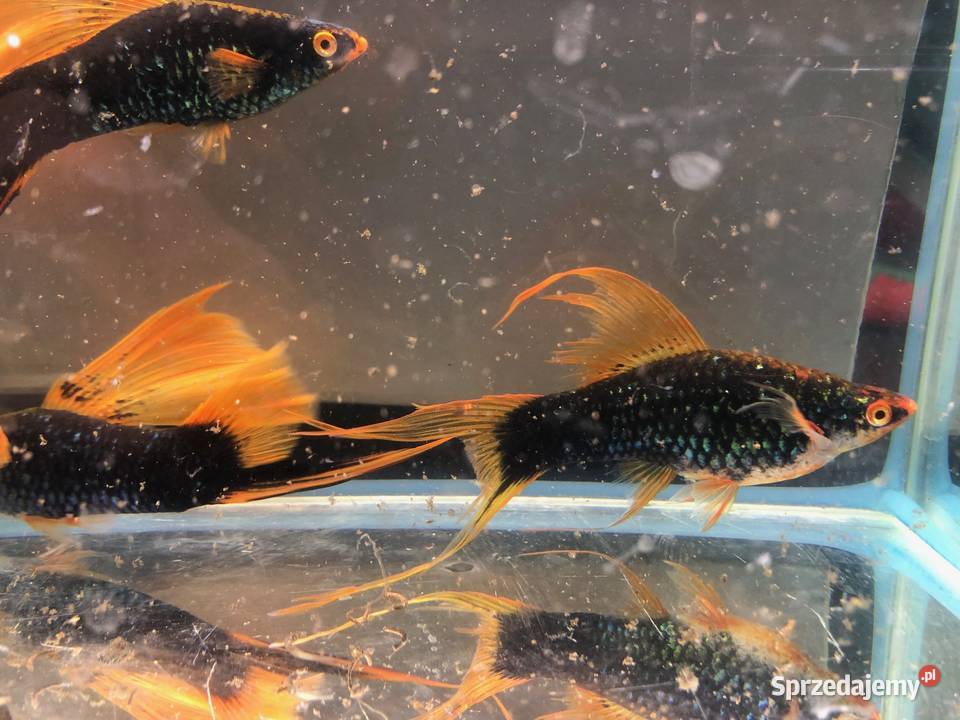 Mieczyk Hamburg Lira Delta XXL 10 12 łódzkie Justynów sprzedam