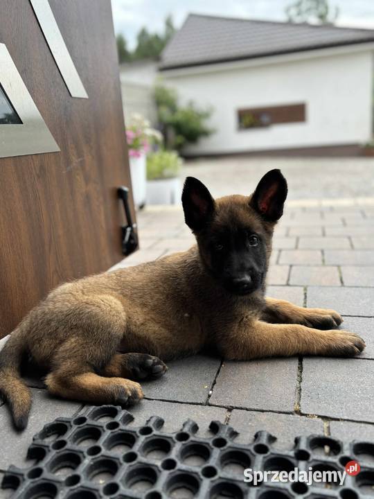 Owczarki belgijskie malinois Owczarek Kielce
