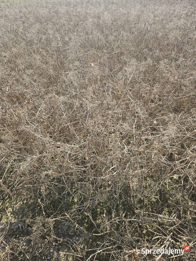 Groch astronaute na poplon łubin strączkowe Kłopoty-Stanisławy