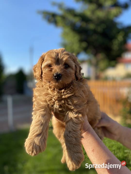 Piękny piesek Maltipoo Warszawa