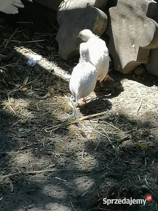 Białoczyby i koguta rasy loczek anagodori młode Maniewo