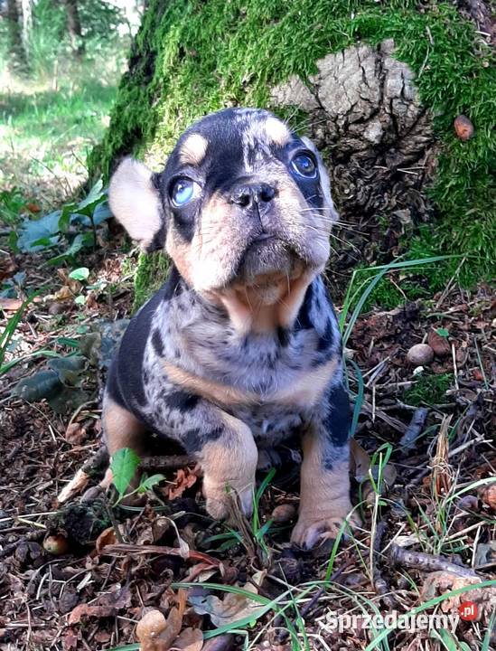 Buldog francuski suczka Pabianice