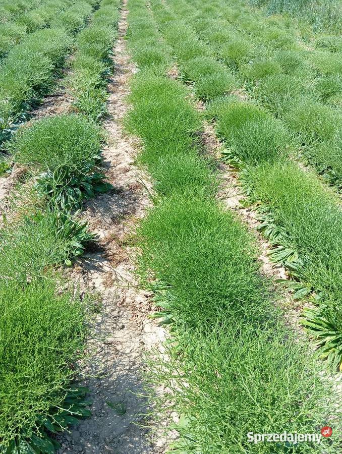 zatrwian statica kaszka 2025 Krasnystaw