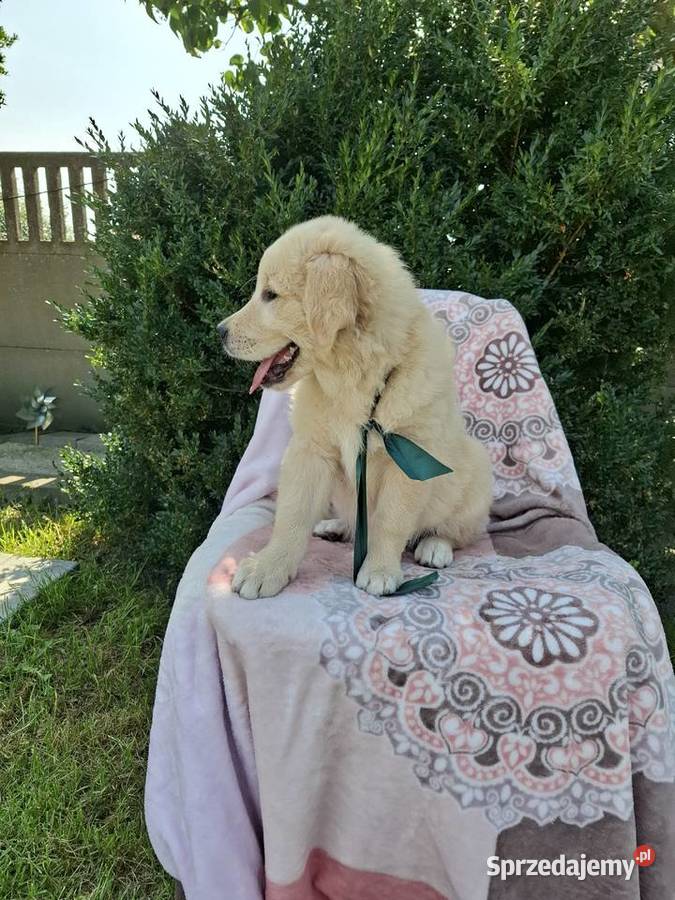 Sprzedam pieski Golden Retriever Kąkolewo