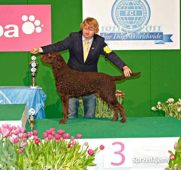 Curly Coated Retriever szczenieta Warszawa