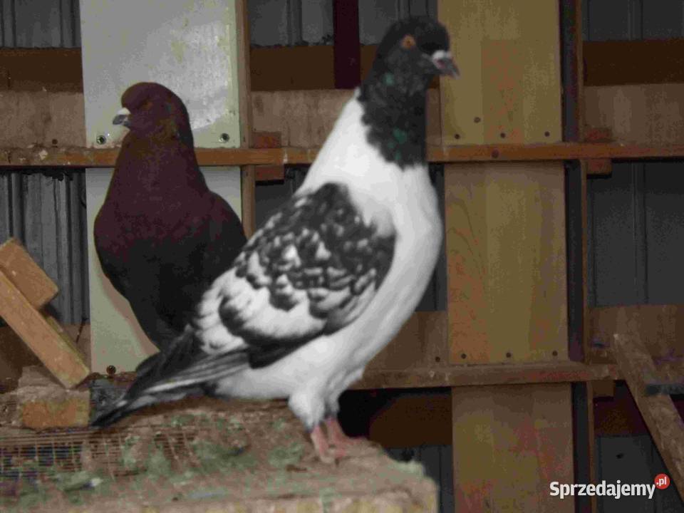 sprzedam gołębie Podborze