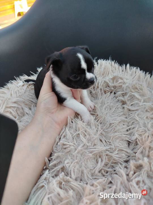 Szczeniaki pieski chihuahua Płońsk