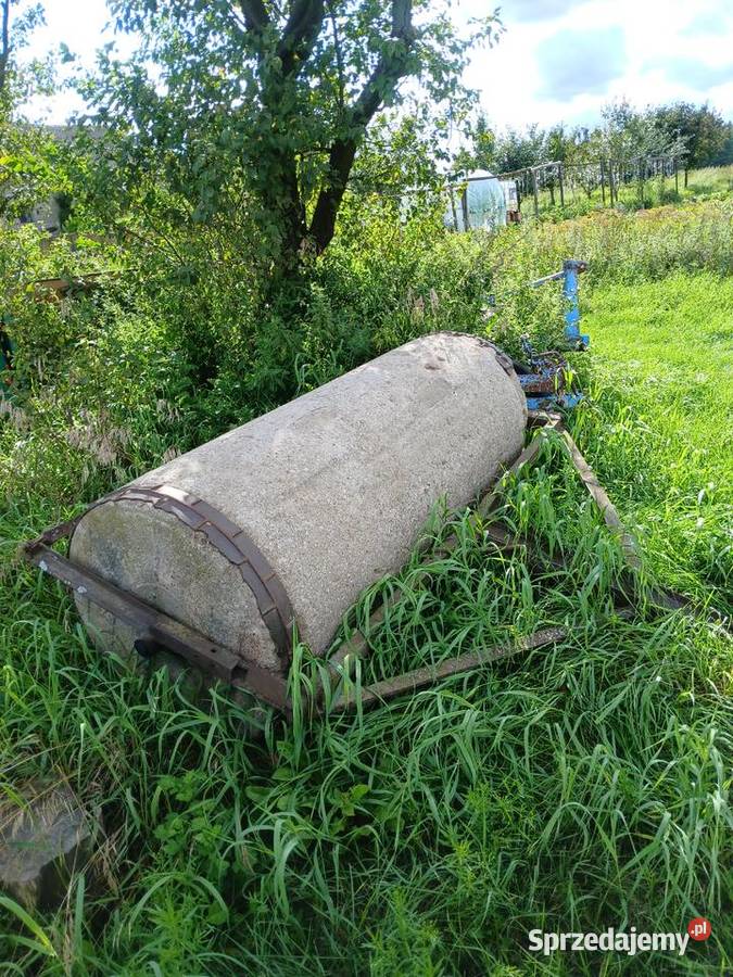 Wal łakowy nieuszkodzony Stary Kobrzyniec