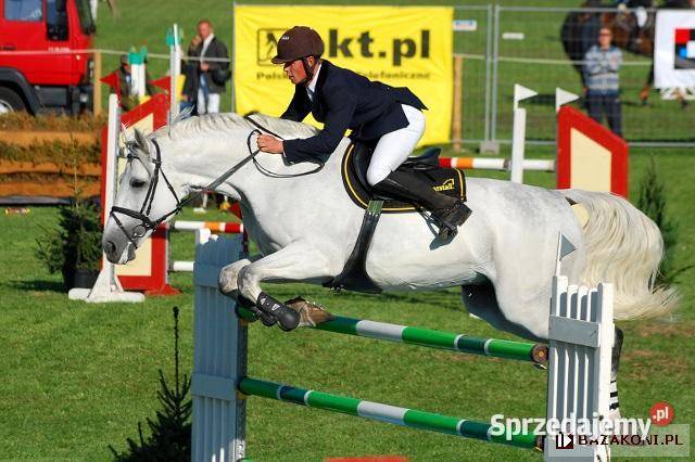 Dajana klacz małopolska Żyrardów sprzedam