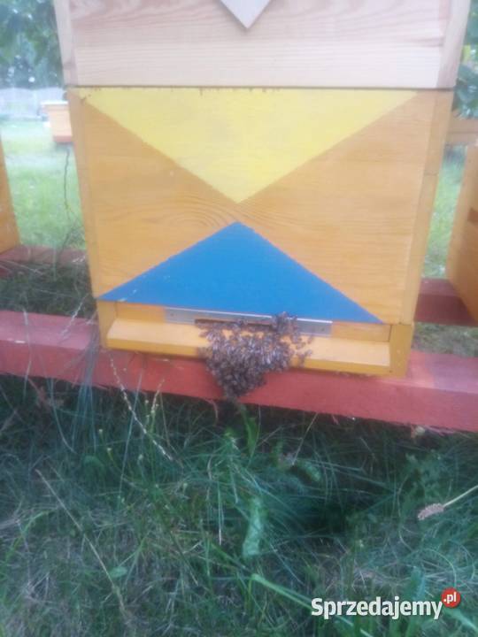 Rodziny pszczele przezimowane ramka wlkp odbiór Kuleje
