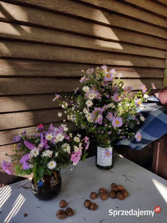 Działka Rekreacyjna ROD 500m2 Paluch 1 Włochy Warszawa