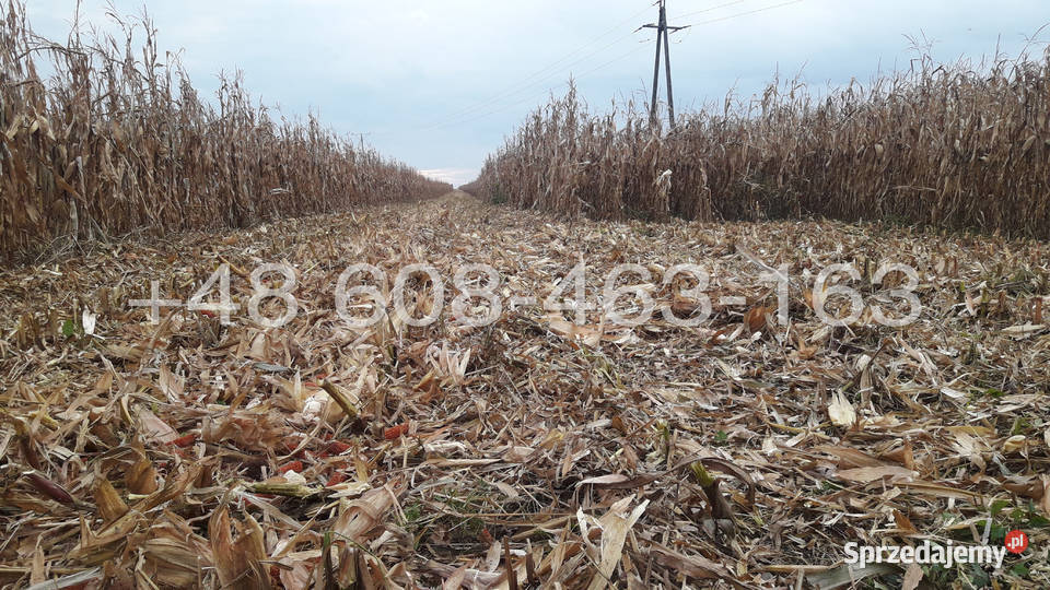Przystawka do kukurydzy TECNOMAIS 5 rzędowa nieuszkodzony Pozostałe małopolskie Gołaczewy