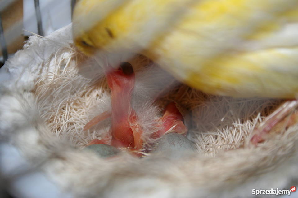 Kanarki Wodnotokowe podkarpackie Sanok