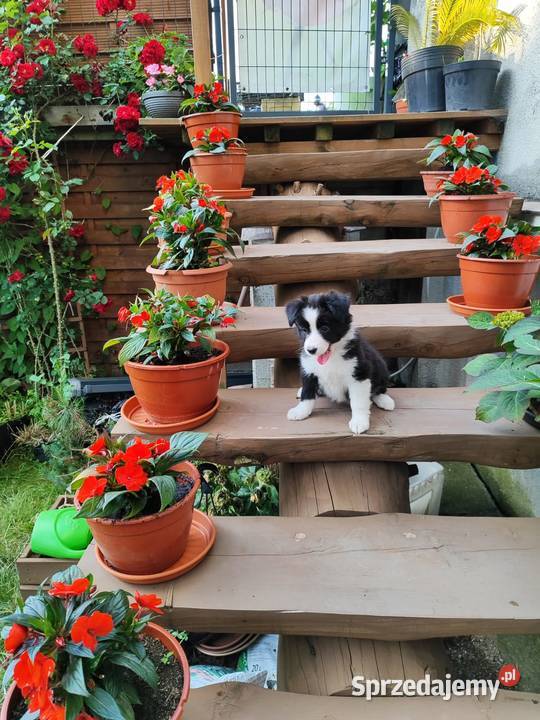Suczka Border collie czarnobiała z rodowodem z Rymanów