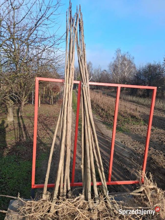 Podkładki do szczepienia klon modrzew katalpa i Puławy