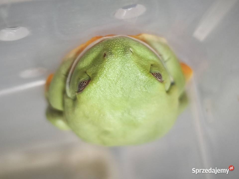 Chwytnice czerwonookie Agalychnis calidryas 2