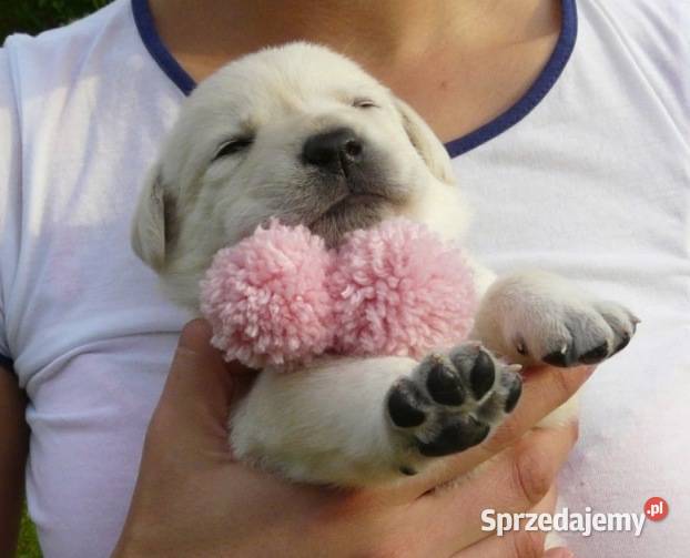 Zdrowe piękne mądre suczki Labtador ZKwPFCI Labrador śląskie Myszków