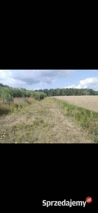 Ziemia Jania Góra wioska chleba Sprzedaż Bydgoszcz