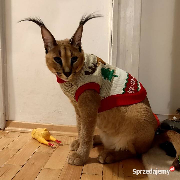 Karakale stepowe Caracal caracal młode piękne i śląskie