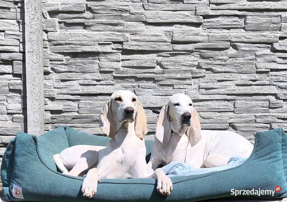 Szczeniak PORCELAINE FCI gończy z Francji Radzionków