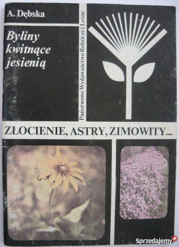 BYLINY KWITNĄCE JESIENIĄ ZŁOCIENIE ASTRY mazowieckie Warszawa sprzedam