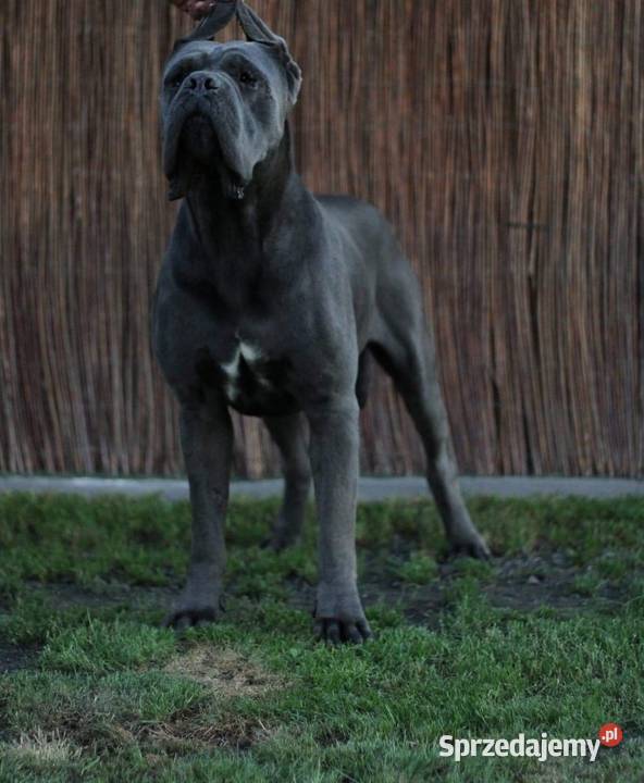 Szczeniaki Cane Corso ZKwP FCI Rezerwacja Gończyce