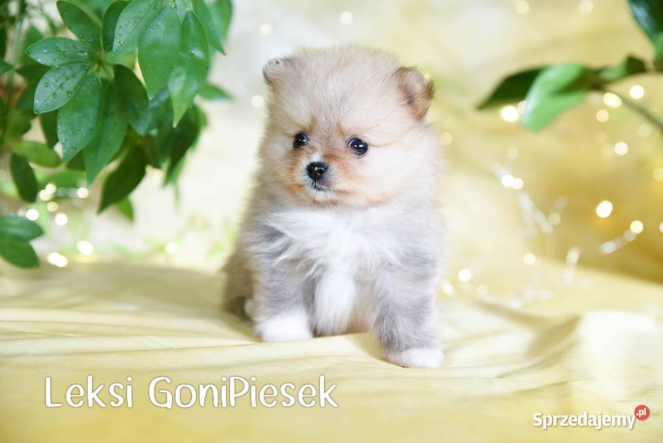 Pomeranian Szpic Miniaturowy Psy