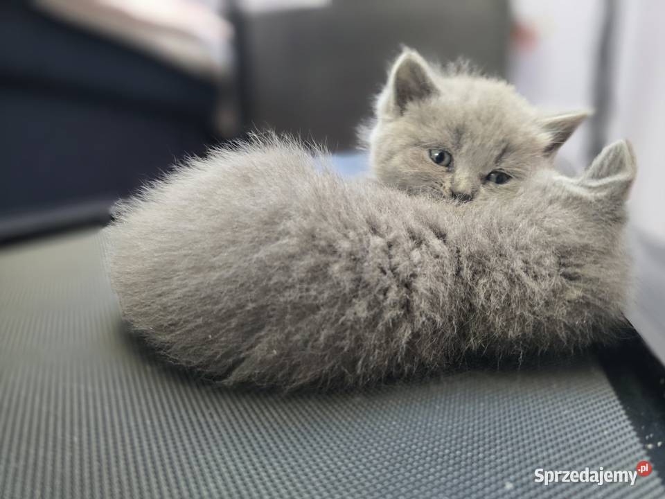 Kocięta brytyjskie Łagiewniki sprzedam