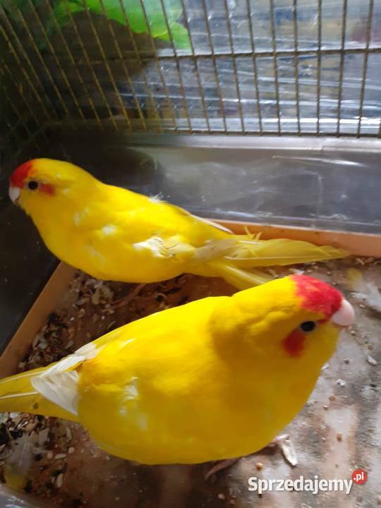 Modrolotki sprzedam Zwierzęta Przemyśl