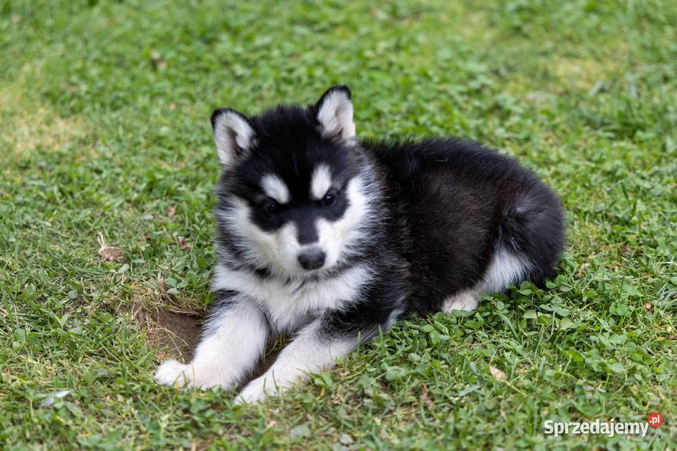 Piękna Sunia Siberian Husky szczenię sprzedam