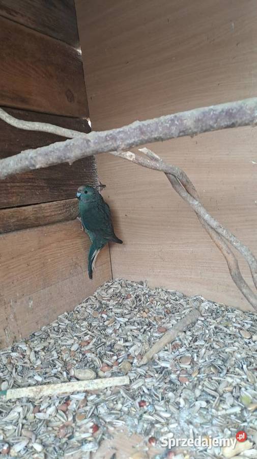 posiadam na sprzedaż papugi kozy Ptaki małopolskie Wawrzeńczyce