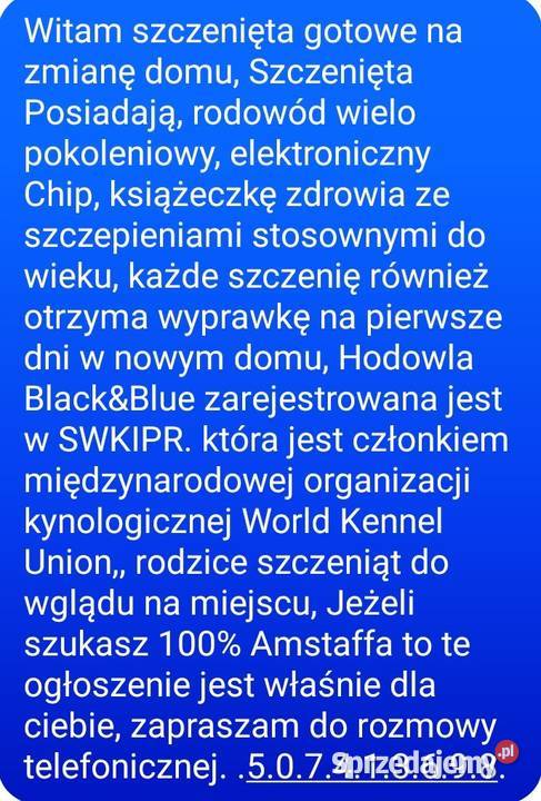 Amstaff American staffordshire terrier Amstaff Strzelniki sprzedam