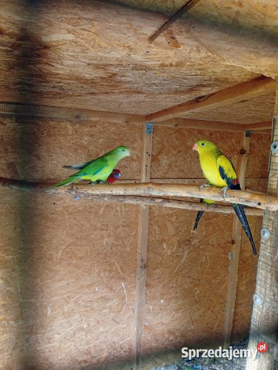 Rozella krolewska rozella zółtobrzucha barnard śląskie Bąków