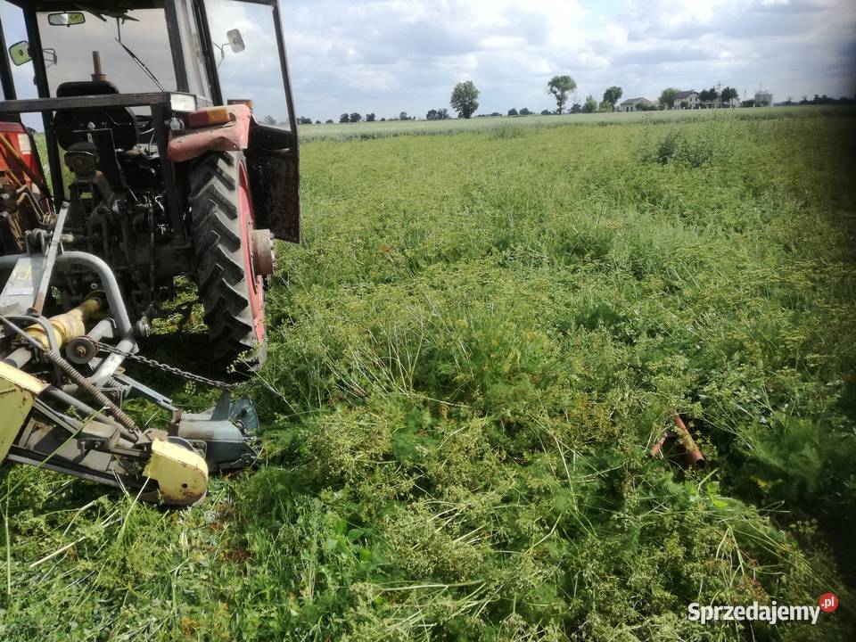 Wszewloga gorska Rolnictwo kujawsko-pomorskie Kruszwica