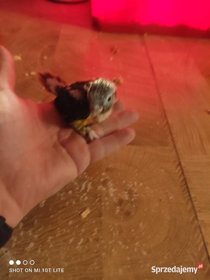 Rudosterki ręcznie karmione sprzedam Zgierz sprzedam