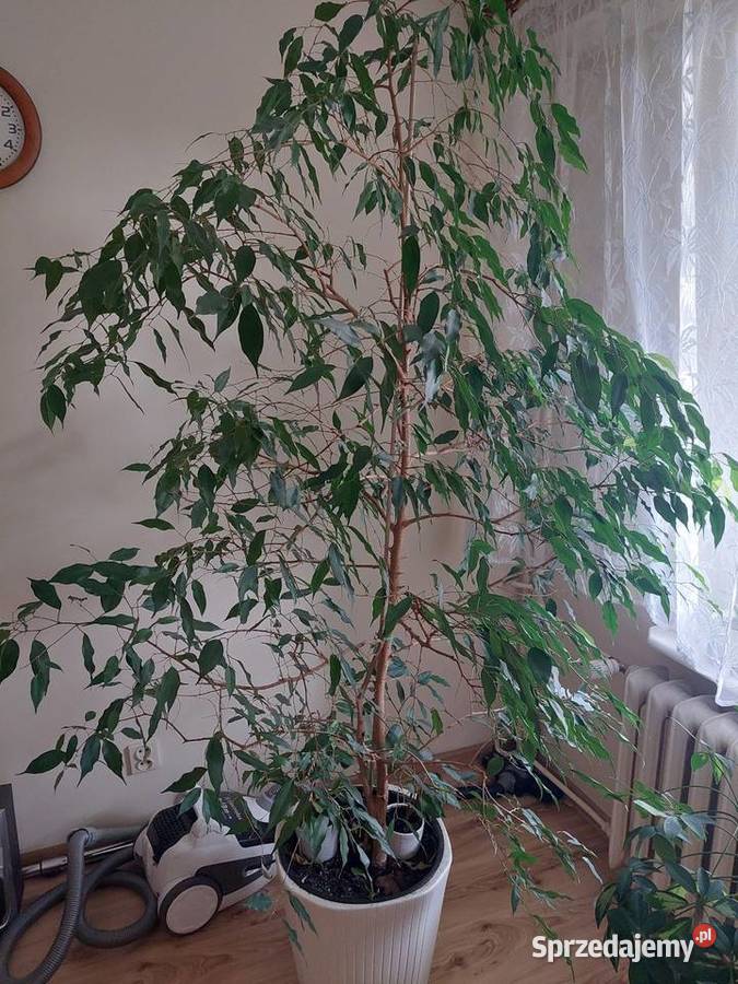 Sprzedam roślinę doniczkową Kwiat FICUS kujawsko-pomorskie
